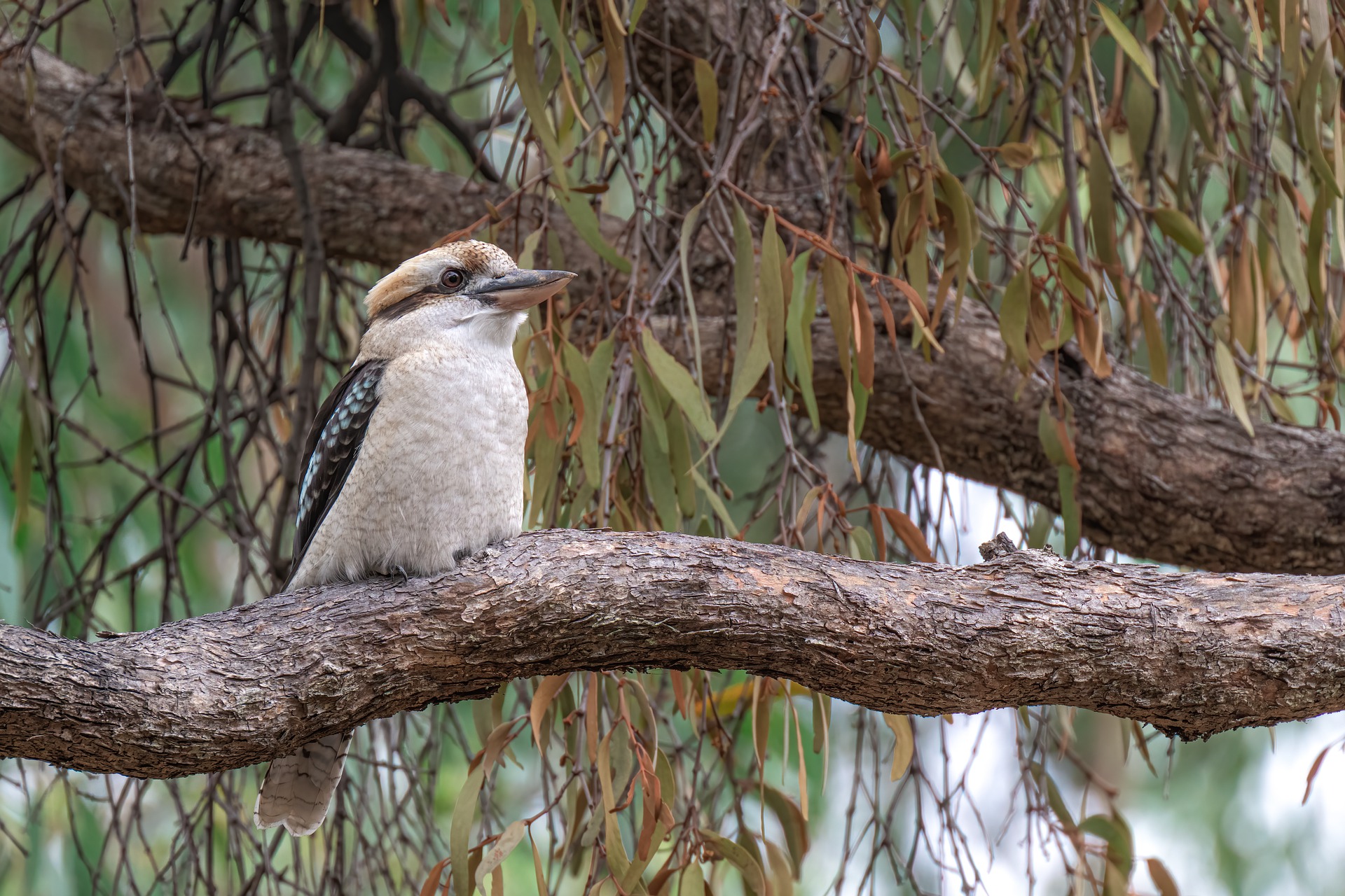 kookaburra