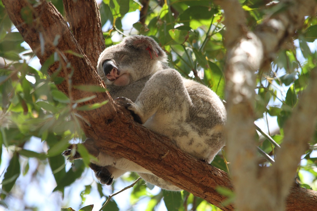 koala-185780_1280